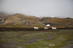 Stromness, South Georgia Island 310.jpg